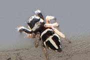 Jumping Spider (Pellenes bitaeniata) (Pellenes bitaeniata)
